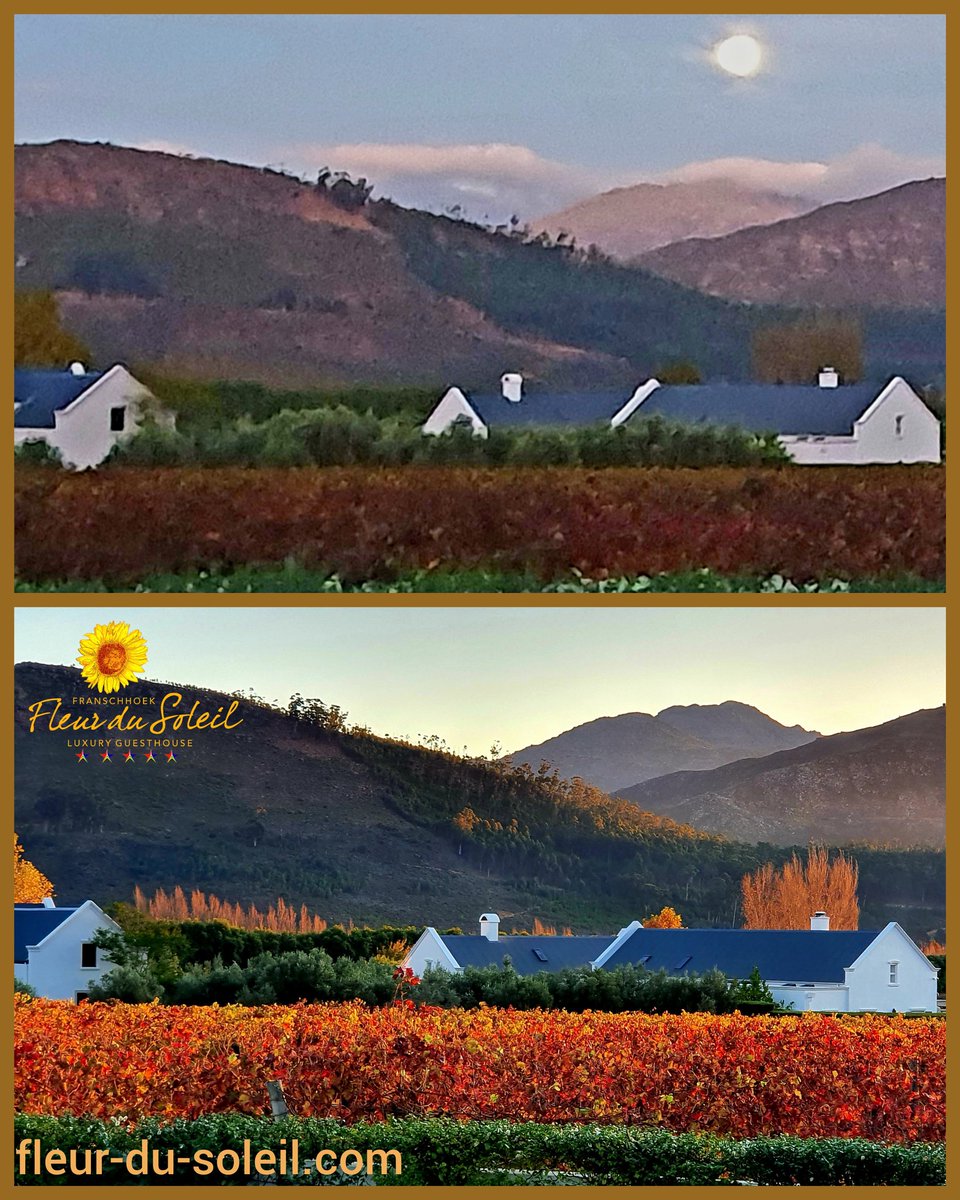 Gorgeous #autumn colours of the #franschhoekvalley #vineyards at #fullmoon  #moonset this morning and #sunset yesterday evening.

#guesthouse #ValleyOfDreams #capetown #southafrica #vines