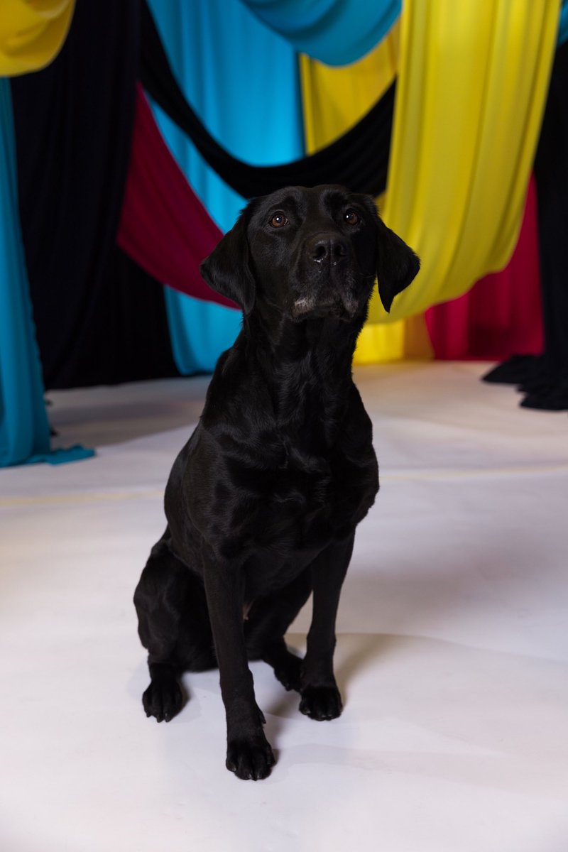 ESCjoanna's tweet image. It also delights me that the security dogs also got a photo shoot