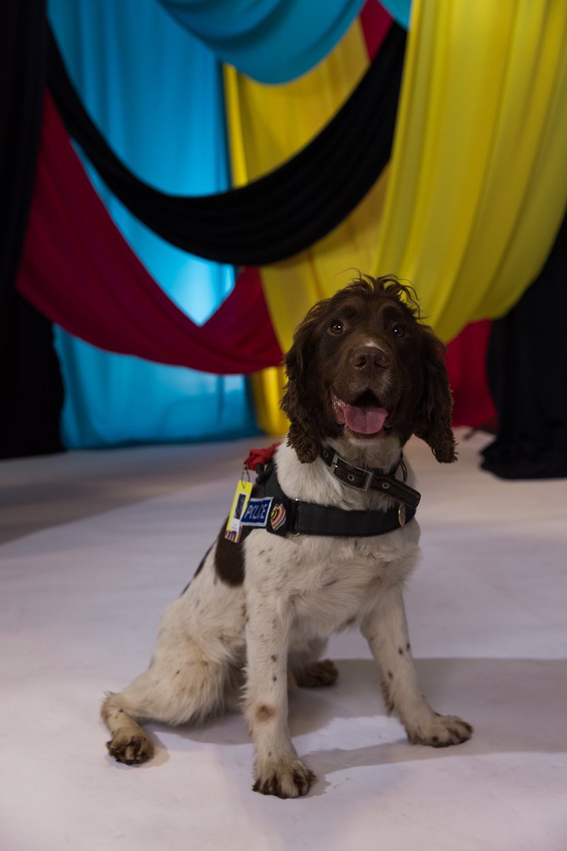 ESCjoanna's tweet image. It also delights me that the security dogs also got a photo shoot