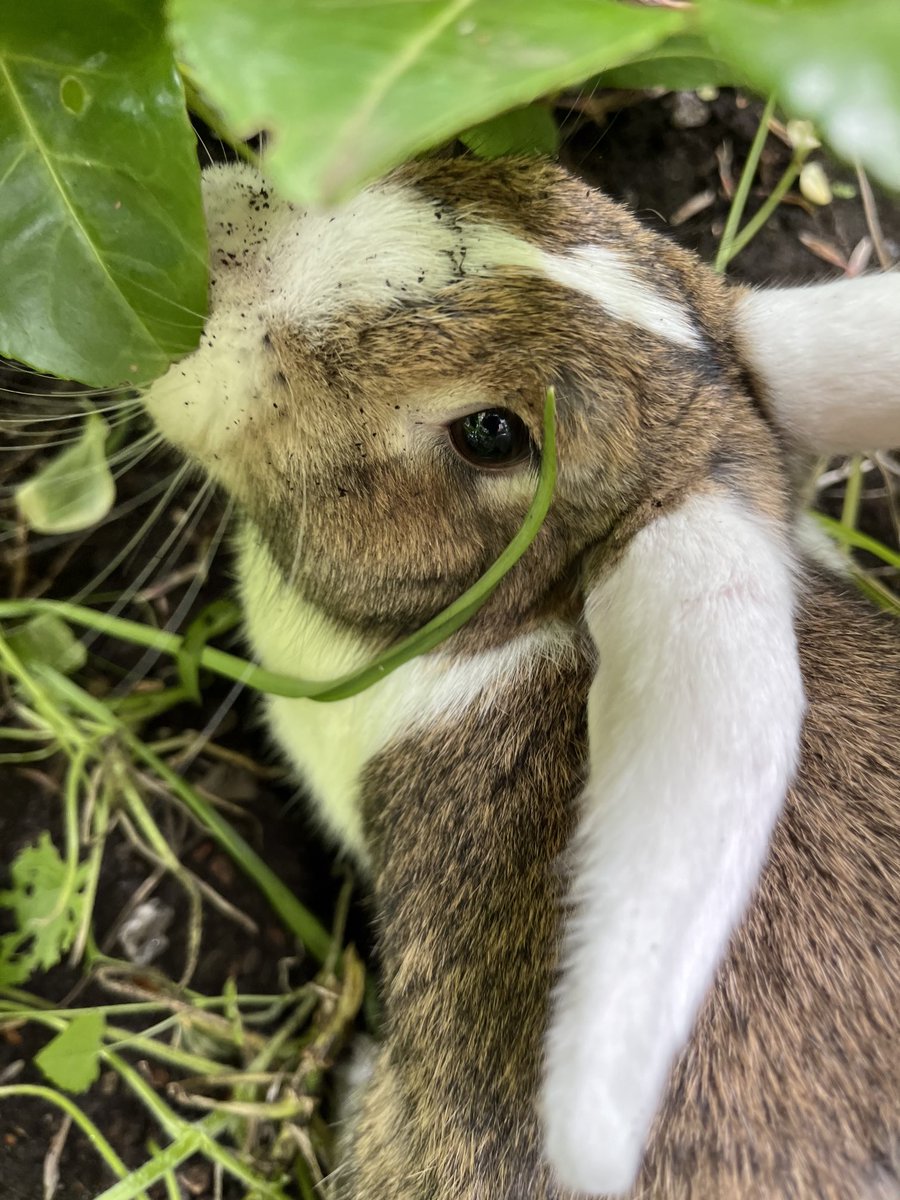 sapphicapuella's tweet photo. It turns out weโve got another #Burrower #BunsHaveFun https://t.co/vQM4gKyzLa