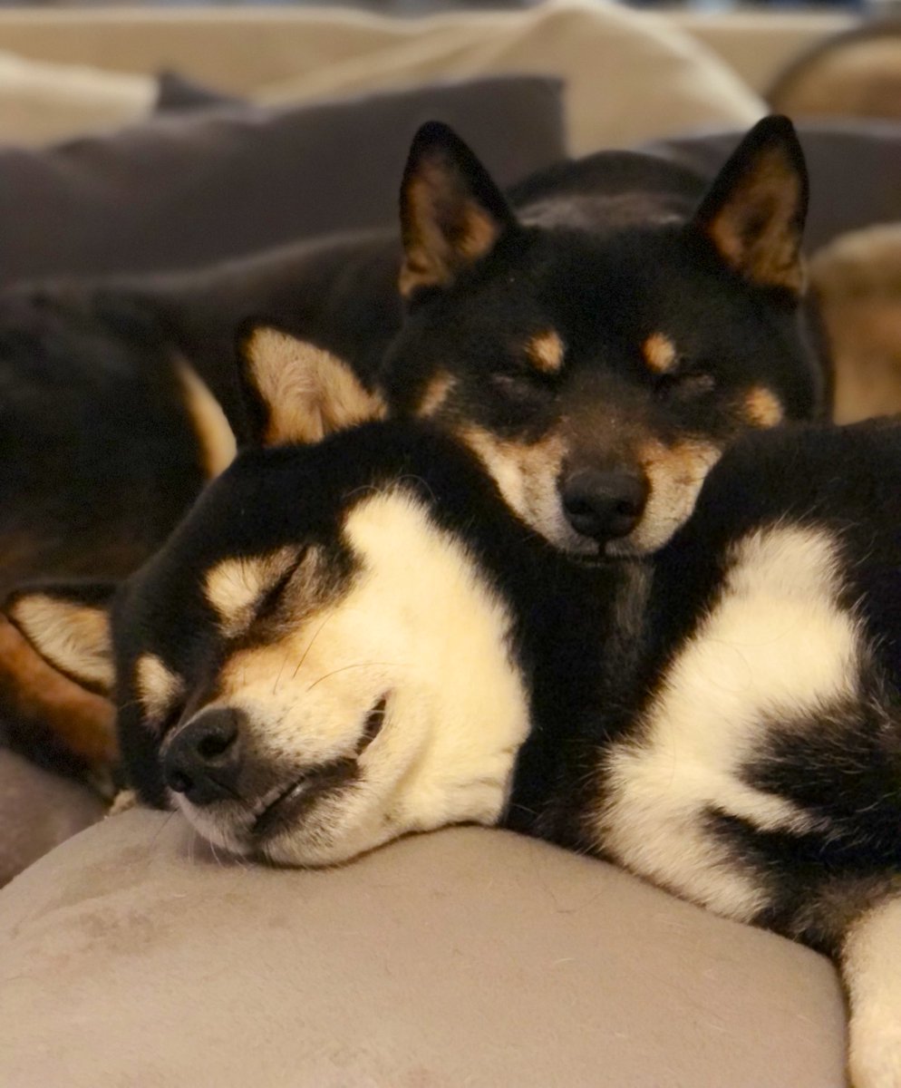 My 2 B&T Boys 🖤🖤 #kuroshiba #shibaboy #shibainu #japanesedogs #cutestdogs #cuteshiba