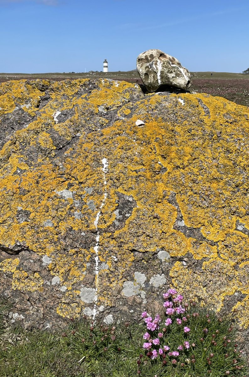 Stennära trift blommar tidigt.

#fyrarpåinstagram #lighthouse #lighthousesofinstagram #lighthousephoto  #morupstånge #morupstångelighthouse #morupstångefyr #morupstångenaturreservat #naturreservat #glommen #morup #falkenberg #halland #sweden #visithalland