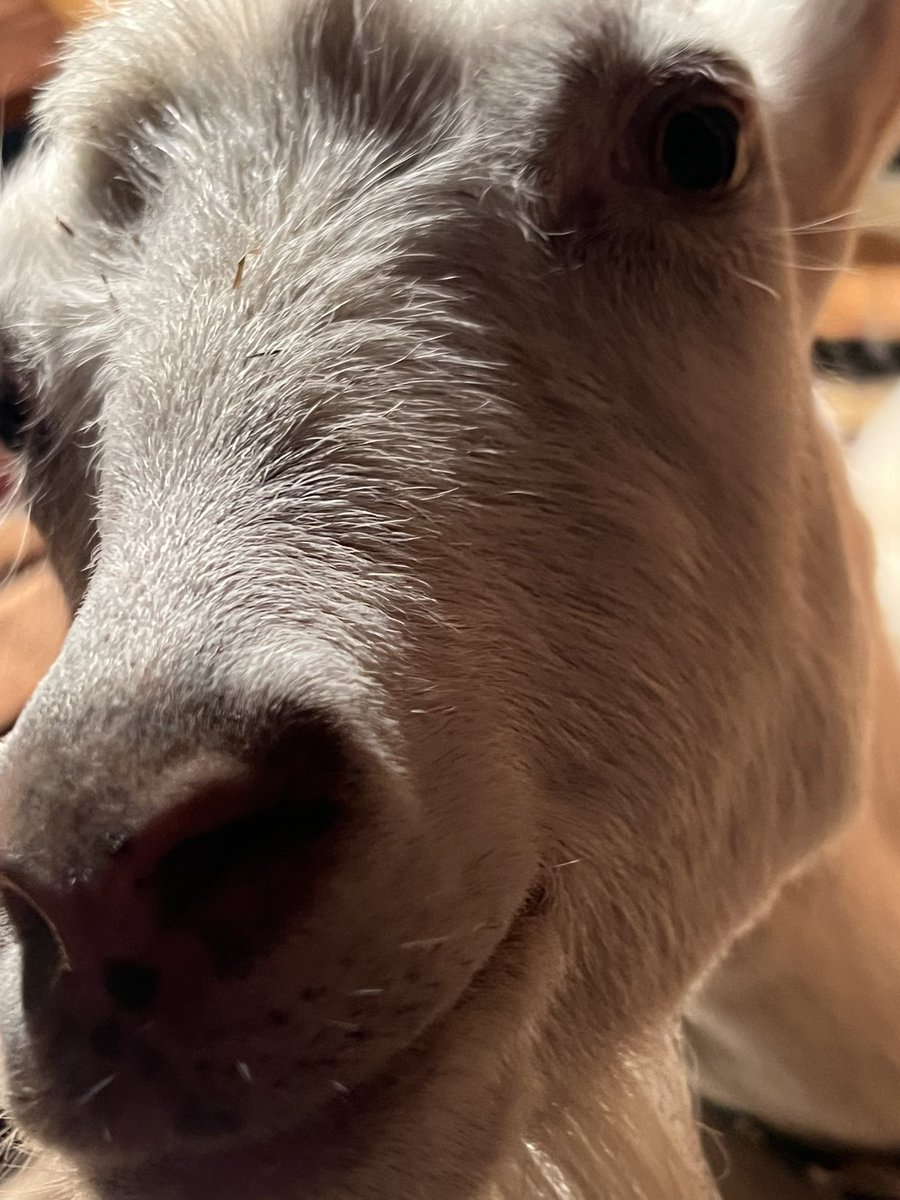 WillastoneRanch's tweet photo. Employee of the Month https://t.co/NLzq2tWrKm
