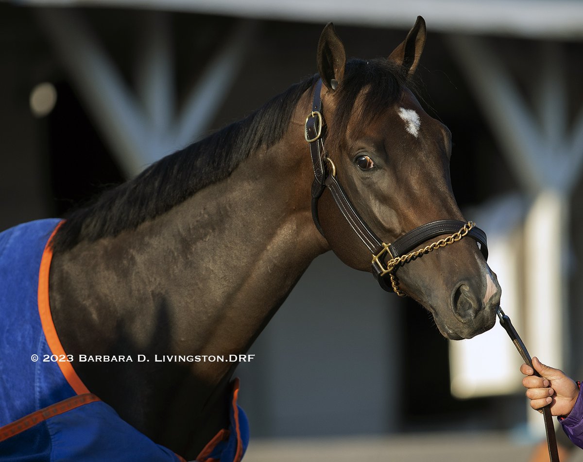 DRFLivingston's tweet photo. Disappointed for his great connections to learn about FORTE's scratch from the Kentucky Derby.
Here's hoping the handsome, fun-loving 2022 Eclipse champion male has many more winning moments in the future. https://t.co/fWGDq5mryt