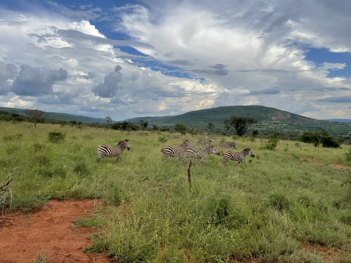 anoopnm007's tweet photo. @SayanRanu @Bishnoi__Suresh What a wonderful experience @AkageraPark with elephants, hippos 🦛, zebras 🦓 , giraffe 🦒, crocodiles 🐊, rhino 🦏 (white and black), birds and more!! Thank you @iclr_conf for bringing the conference to this amazing country, Rwanda! https://t.co/emWCJRdZj2