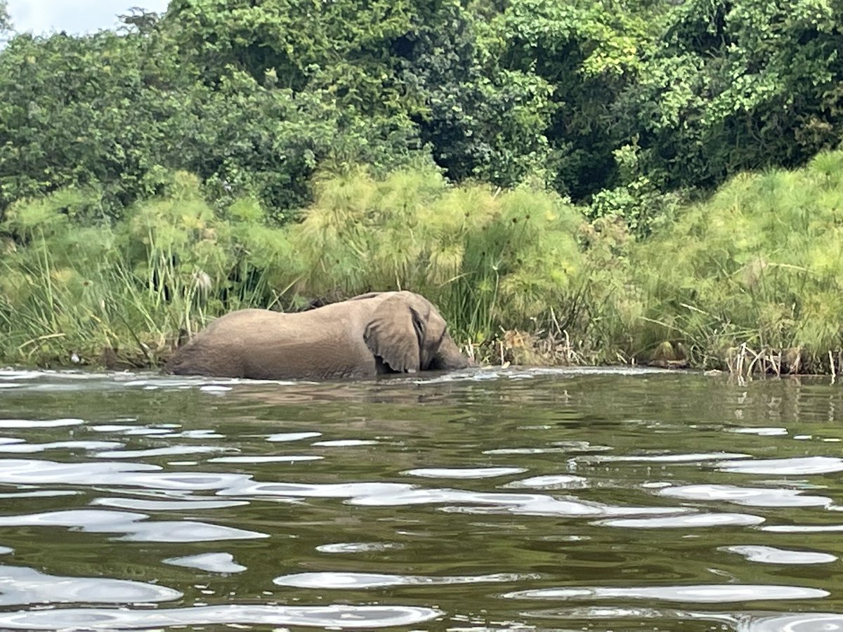 anoopnm007's tweet photo. @SayanRanu @Bishnoi__Suresh What a wonderful experience @AkageraPark with elephants, hippos 🦛, zebras 🦓 , giraffe 🦒, crocodiles 🐊, rhino 🦏 (white and black), birds and more!! Thank you @iclr_conf for bringing the conference to this amazing country, Rwanda! https://t.co/emWCJRdZj2