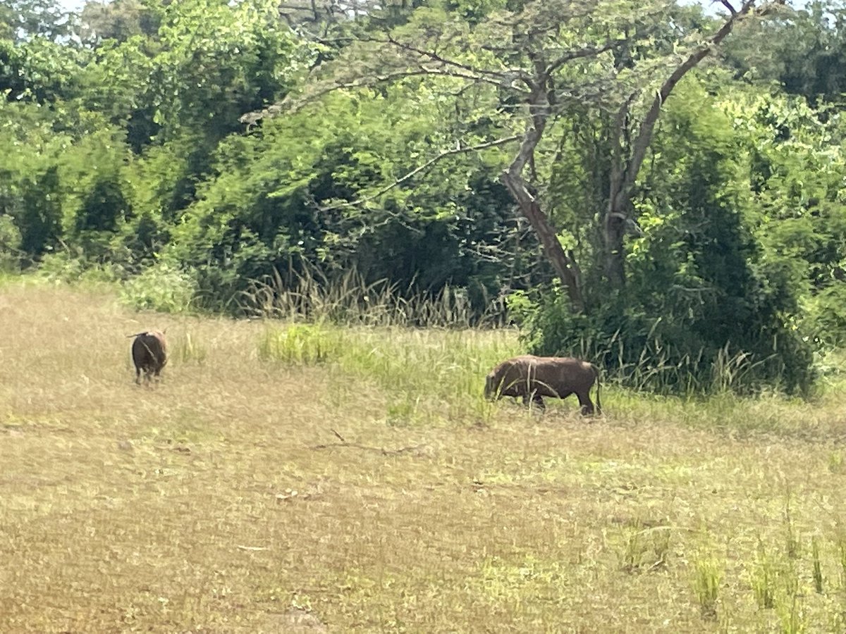 anoopnm007's tweet photo. @SayanRanu @Bishnoi__Suresh What a wonderful experience @AkageraPark with elephants, hippos 🦛, zebras 🦓 , giraffe 🦒, crocodiles 🐊, rhino 🦏 (white and black), birds and more!! Thank you @iclr_conf for bringing the conference to this amazing country, Rwanda! https://t.co/emWCJRdZj2