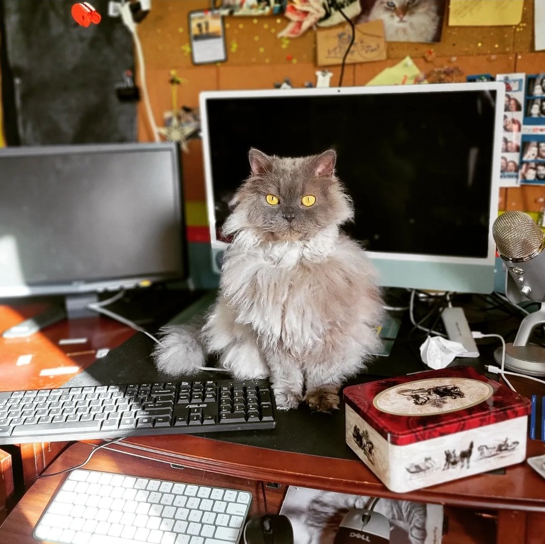 spinnybuns's tweet photo. Good morning from my muse, Glenn. He wishes you a lovely weekend filled with snacks, naps, and a work-free schedule. But first, he demands treats.
#dailydoseofglenn
#homeofficemanager
#wherethesnacksat https://t.co/sk3l4LoDdC