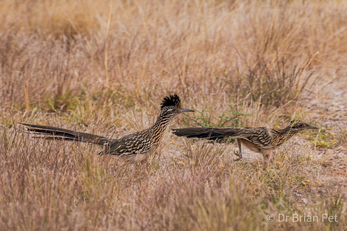 Brian Peterson tweet media