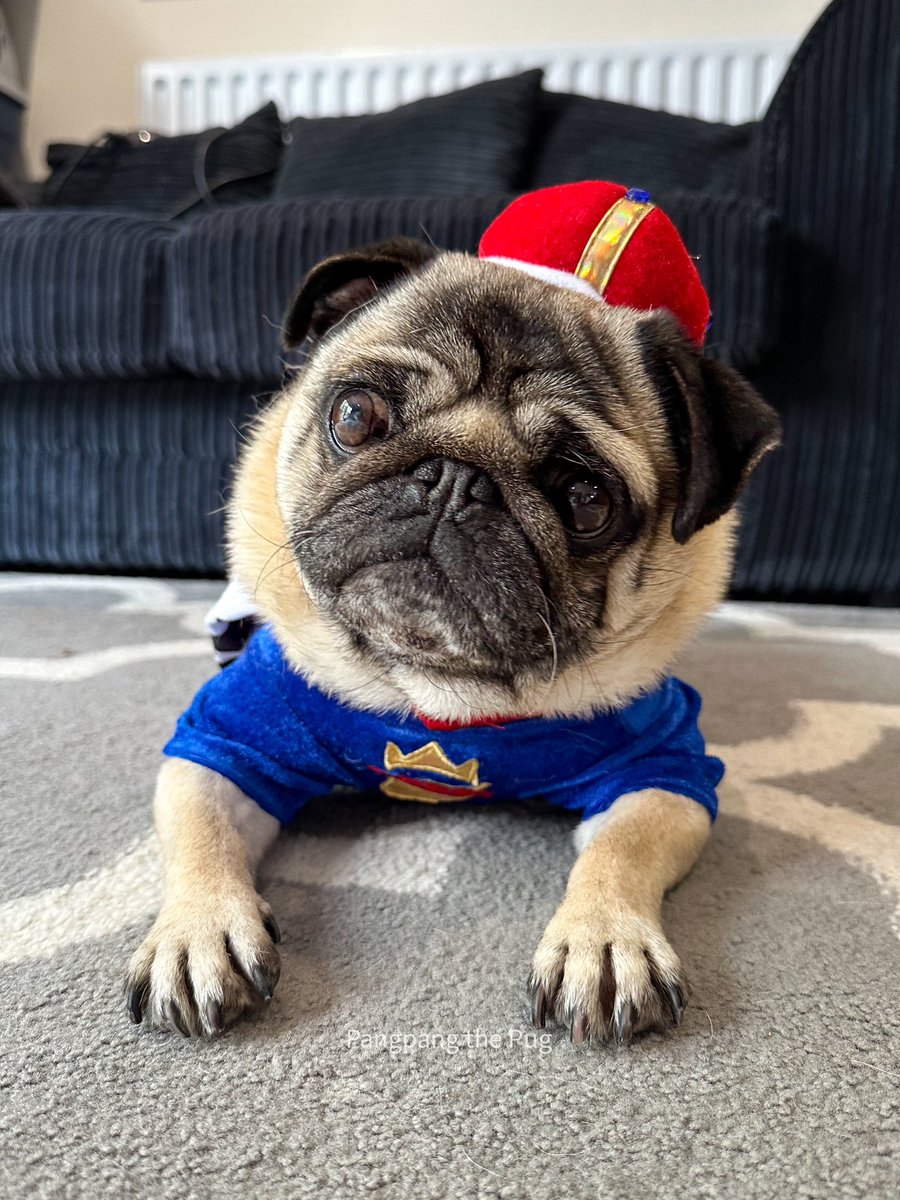 PangpangPug's tweet photo. Finally, officially recognised 🤣👑 Did you watch the coronation? #coronation #saturdayymorning #WestminsterAbbey https://t.co/UzbegFMVsJ