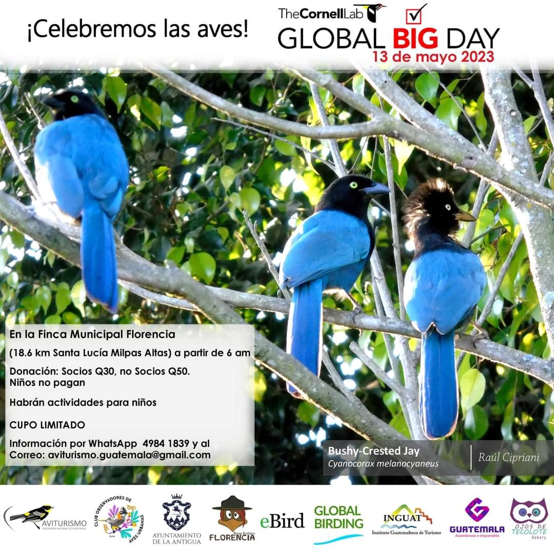 ¡¡¡GLOBAL BIG DAY!!!                                                               Pide el formulario de inscripción al correo: aviturismo.guatemala@gmail.com o por WHATSAPP: 49841839, 40047414, 52055768, 51363431.
#globalbirding #BIRDSUNITEOURWORLD #GlobalBigDay