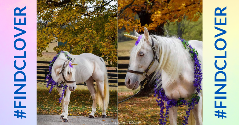 makeawishohkyin's tweet image. Dear Mya,
We found one of Clover’s buddies, Classic Sandman, in our pastures at the @KYEAC1 and tried to get him to tell us where Clover is…but he wasn’t spilling his secret!

Hope this helps your search!
-Samantha 

🦄 Send us Clover clues: oki.wish.org/findclover 

#FindClover
