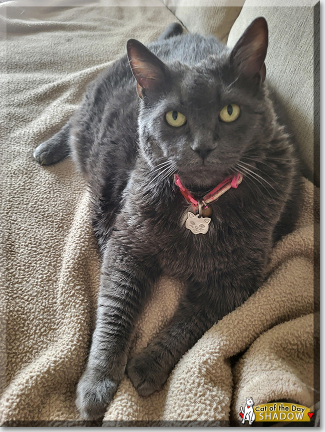 Cat of the Day .com tweet media