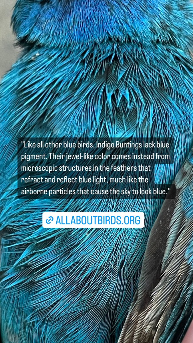 Week 5 Bird Collision Monitoring report: 1 Indigo Bunting 

🤯This fact from <a href="/CornellBirds/">Cornell Lab</a> blows my mind every time I think about it. 

More info: allaboutbirds.org/guide/Indigo_B…
#citizenscience