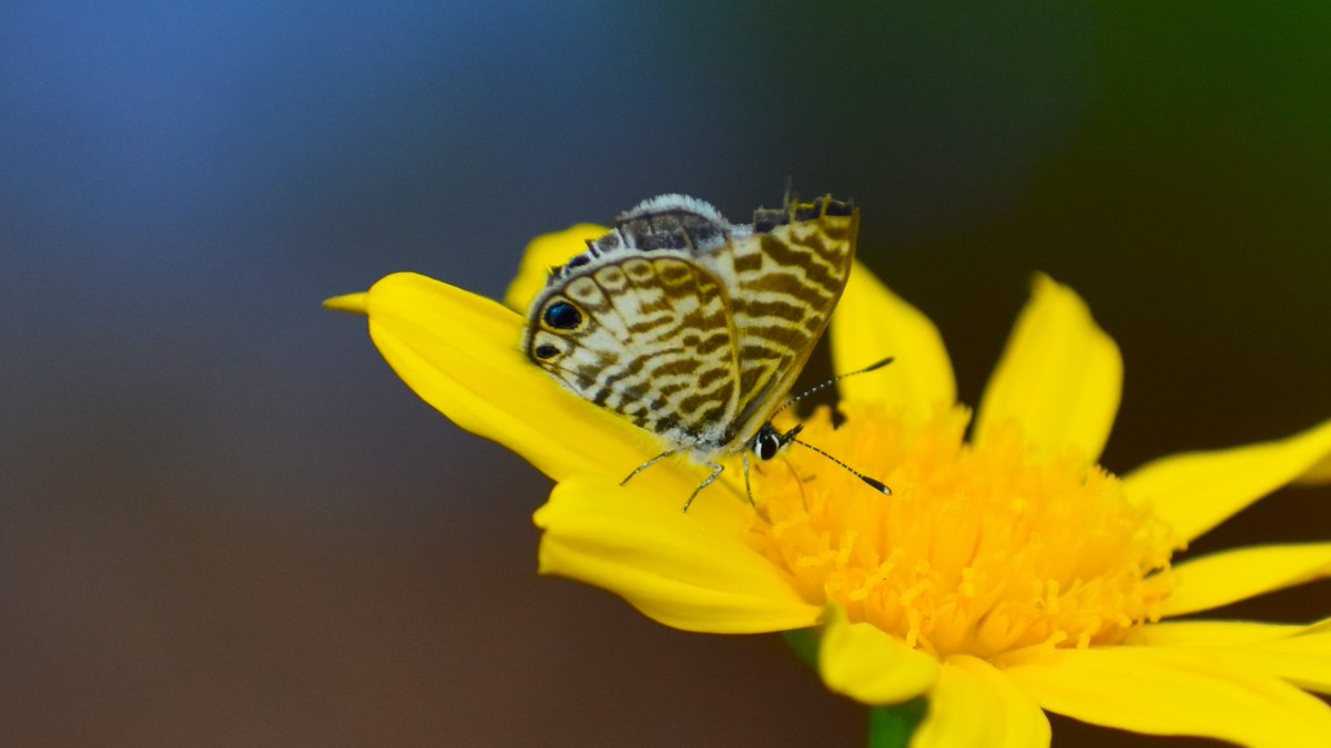 Kissimmee Wildlife on Twitter "A lovely little Cassius Blue butterfly