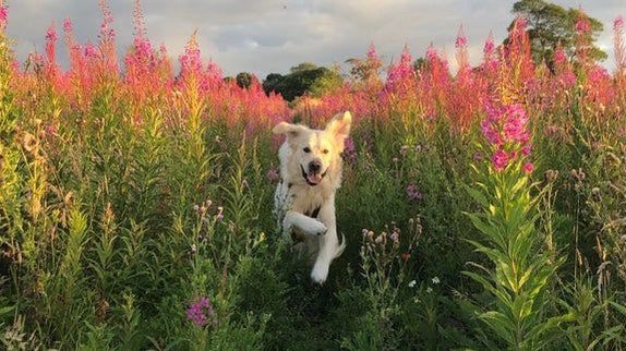 dogs and flowers 🌸 🐶