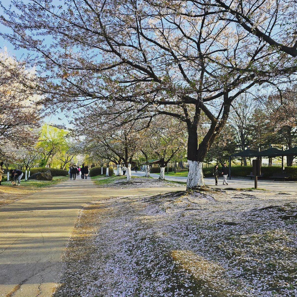 mc_xanthe's tweet photo. Nature at Juyeop Park pt.1 #seoul #korea #juyeop #park #juyeoppark #cherryblossom #flowers #blossom #spring #photography #beautiful #nature https://t.co/R4zw6HEkaF