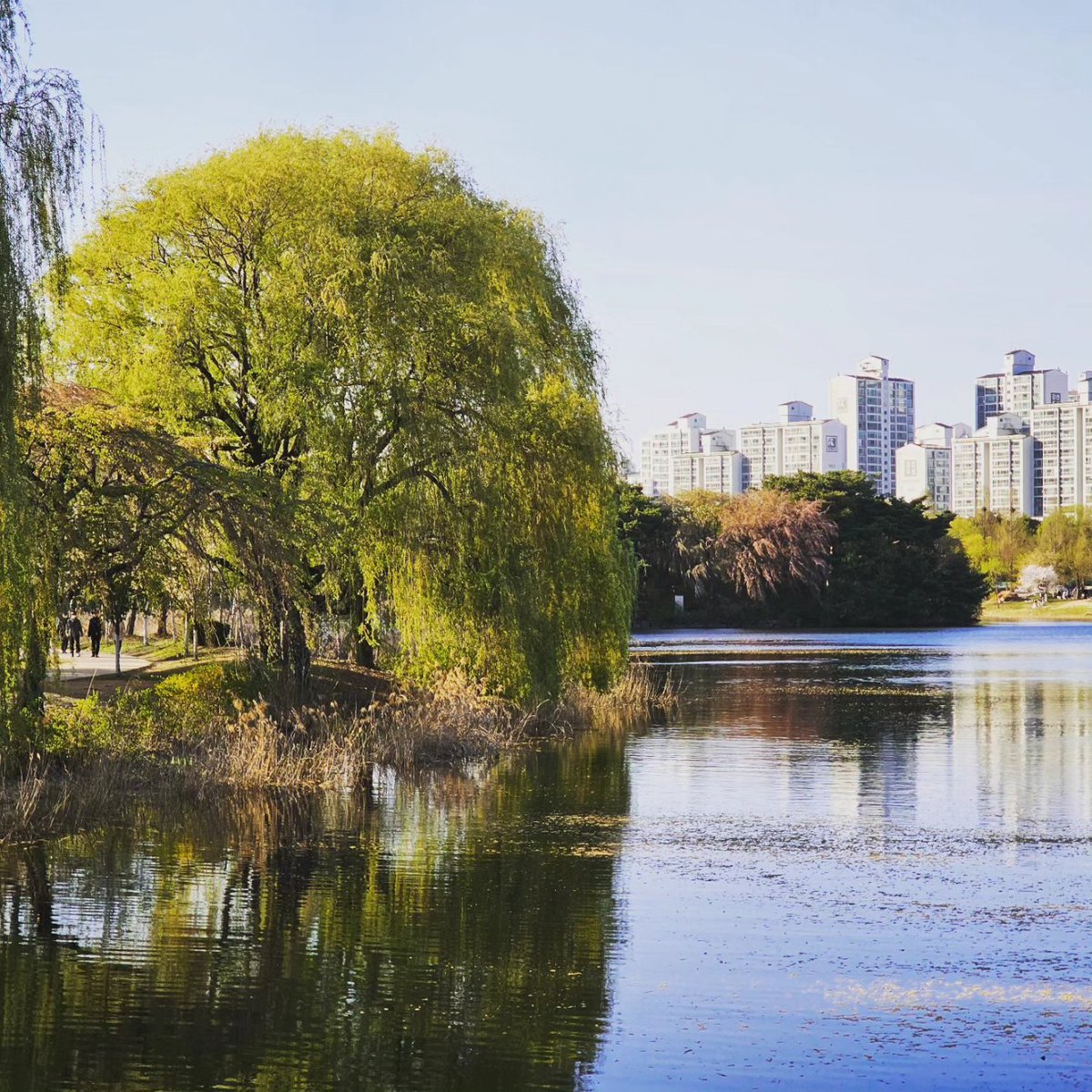 mc_xanthe's tweet photo. Nature at Juyeop Park pt.2 #seoul #korea #juyeop #park #juyeoppark #cherryblossom #flowers #blossom #spring #photography #beautiful #nature https://t.co/DNltYzTM9x