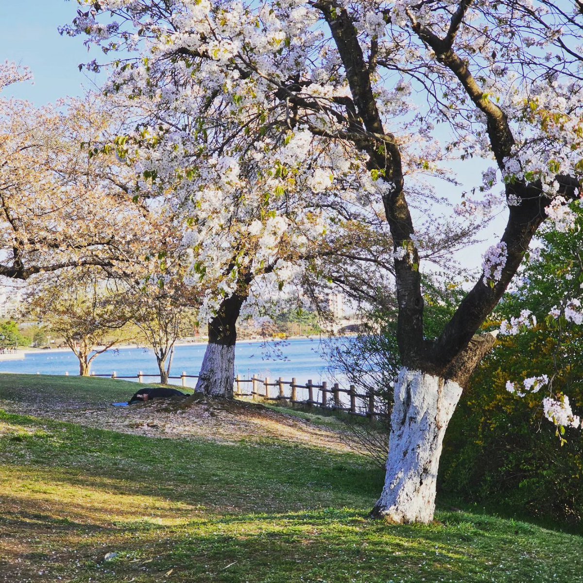 mc_xanthe's tweet photo. Nature at Juyeop Park pt.3 #seoul #korea #juyeop #park #juyeoppark #cherryblossom #flowers #blossom #spring #photography #beautiful #nature https://t.co/k1xAJ5dYZO