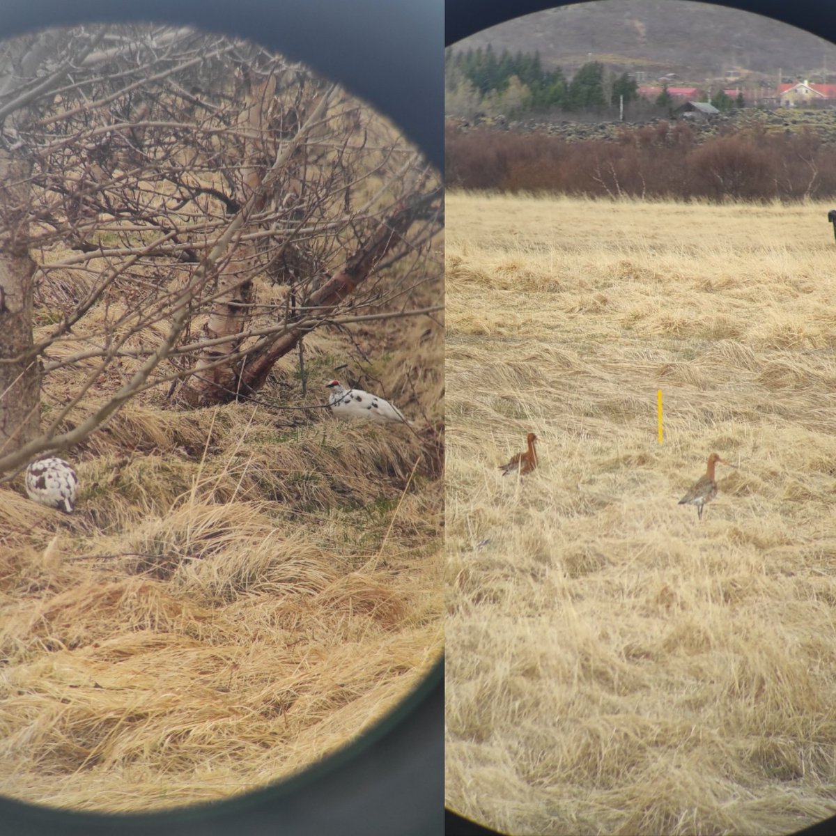 Theresa Henke @theresahenke.bsky.social tweet media