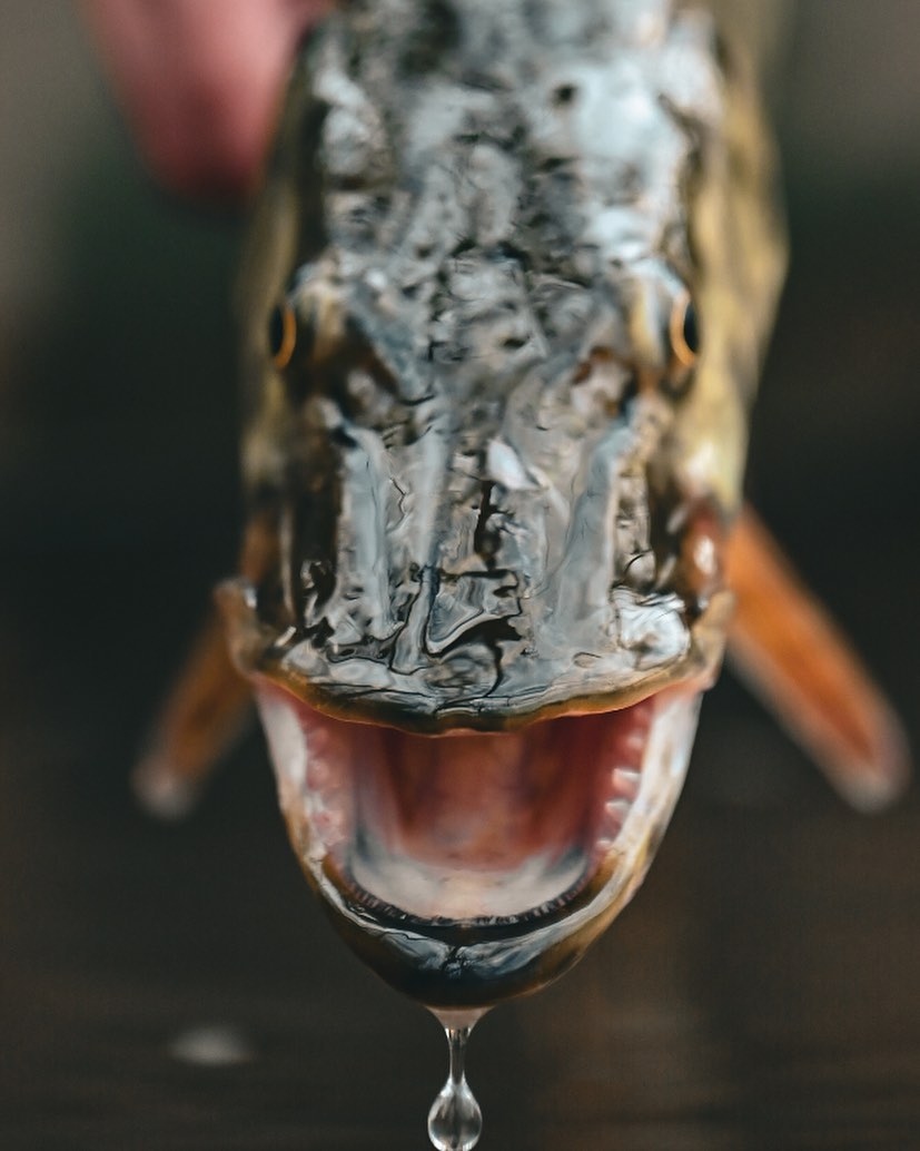 MidCurrent's tweet photo. "Baby teeth!" // image by George Daniel @georgedanieloutside
•
•
•
•
#predator #pike #flyfishingaddict #flyfishingadventures #predatorfish #canoefishing #fishpondusa #fish #keepemwet #flyfishinglifestyle #flyfishingvibes #pikeonthefly https://t.co/VvS4V4z4Ld