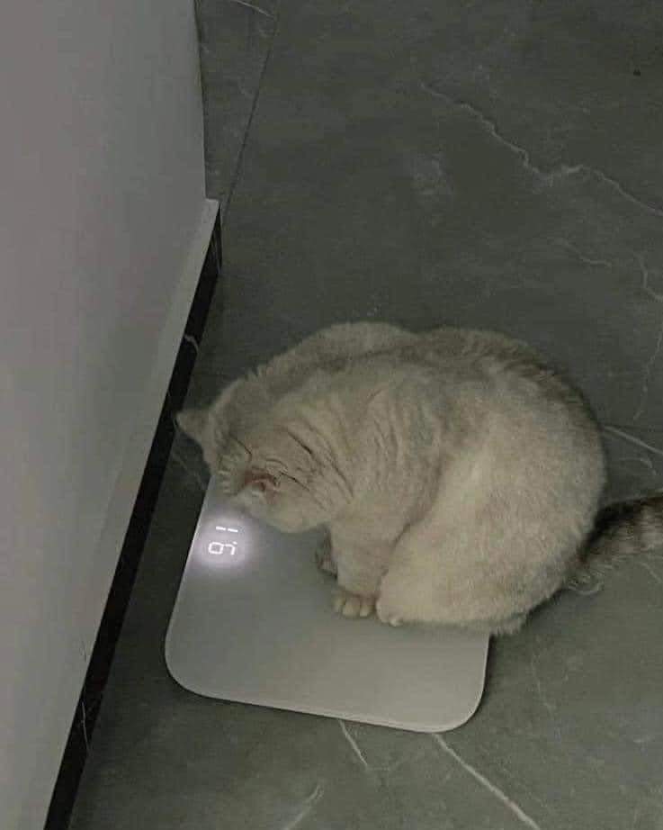 Berat hari terakhir ramadan: 5kg

Berat hari ni: