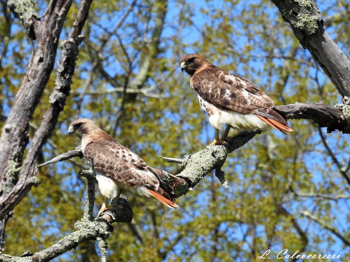 12thstring's tweet photo. 5/6 - My wife and I were in Woodbury and found these two surveying the area. https://t.co/lRDLAI6uZf