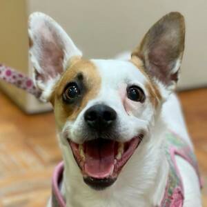 PetCuriousPets's tweet photo. https://t.co/WjUDzcvRjE

#DogsForAdoption #AnimalsForAdoption #RescueAnimals #ShelterAnimals #PetCurious #ClearTheShelters #RescueDogs https://t.co/lJGTYMo4xo