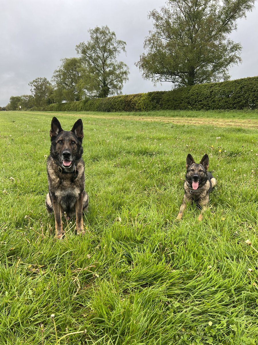 amydeemo's tweet photo. Soggy Saturday walk after a morning watching the wonderful pomp & ceremony of the Coronation ππ¬π§
RPD Duke is having a bit of a wobbly weekend so spent some time adding to the 1000s of photos I have of him! πΆπ #MyBestBoy #RPDDuke #GettingOldIsntFun https://t.co/msEaCvwGbG