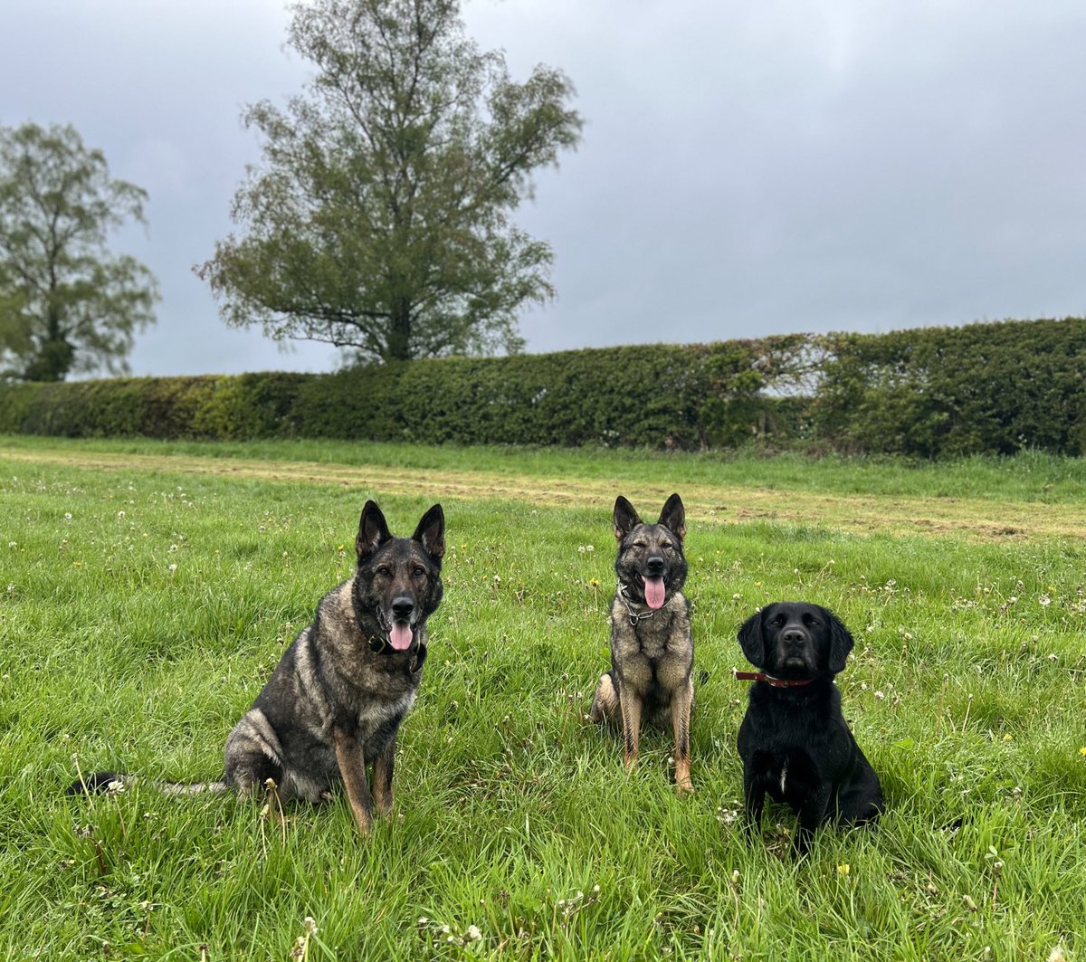 amydeemo's tweet photo. Soggy Saturday walk after a morning watching the wonderful pomp & ceremony of the Coronation ππ¬π§
RPD Duke is having a bit of a wobbly weekend so spent some time adding to the 1000s of photos I have of him! πΆπ #MyBestBoy #RPDDuke #GettingOldIsntFun https://t.co/msEaCvwGbG