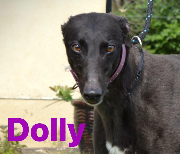 Meet our three new dogs who have arrived over the last few weeks more on them over the next few weeks as the guy’s in the Kennels get to know them better