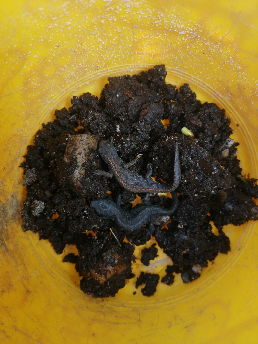 EmDi_ACGT's tweet photo. Habe in den letzten Tagen ca. 15 #Molche aus unserem Kellerabgang im Garten geholt. Jedes Jahr überwintern dort etliche in Ritzen und unter Laub/Erde. Wenn's warm wird sammeln sie sich in den Ecken der Betonwände. Sie scheinen nicht mehr allein... 1/2 https://t.co/1S9REtmYp4