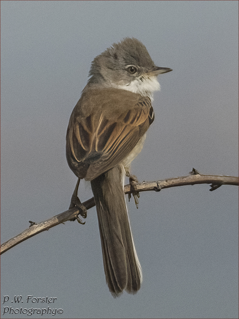 paul230156's tweet photo. Whitethroat South Gare am
@teesbirds1 @WhitbyNats @clevelandbirds @teeswildlife @DurhamBirdClub @TeesmouthNNR @RSPBSaltholme @YWT_North @YorksWildlife @NTBirdClub @WildlifeMag @_BTO #localbird #7dmk11 #ukbirds #birds #Warblers https://t.co/8DEb8tuhUE