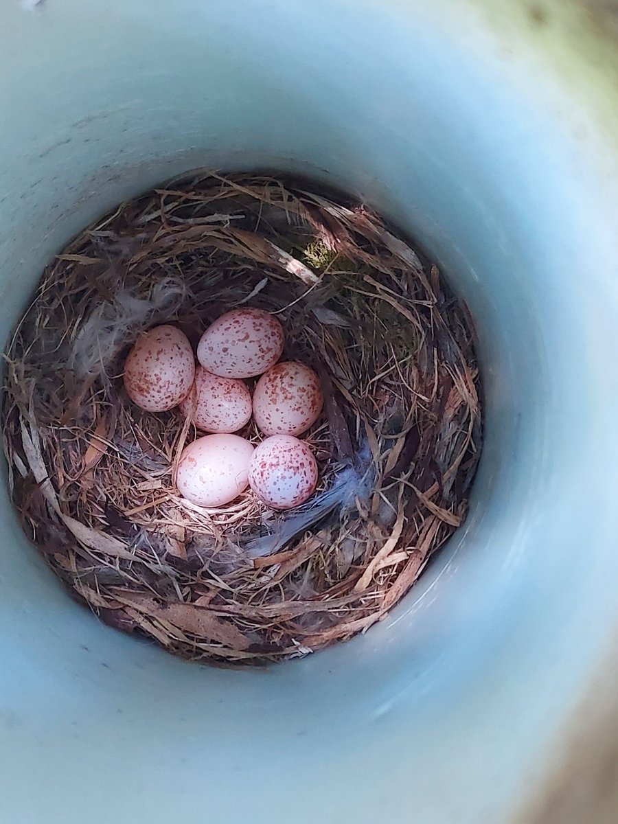 brittcopps's tweet photo. Today, I found a red-breasted nuthatch pair nesting in one of our artificial snag, intended for chickadee use! They were NOT happy to see me, but I was excited to see them! https://t.co/TSkzYgvRW6