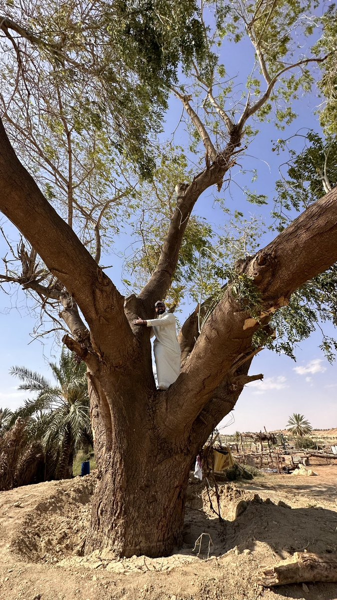 تشرفت بزيارة هذه الشجرة المعمرة أكثر من ٦٠ سنة ،
في محافظة المذنب بمنطقة القصيم 
قبل فترة سقطت بسبب الرياح وتظافرت الجهود لإنقاذها وإعادتها 👍🏻
شكراً أبو ناصر والله يبارك لك 🌹
.
.
تعرف نوعها واسمها ؟؟