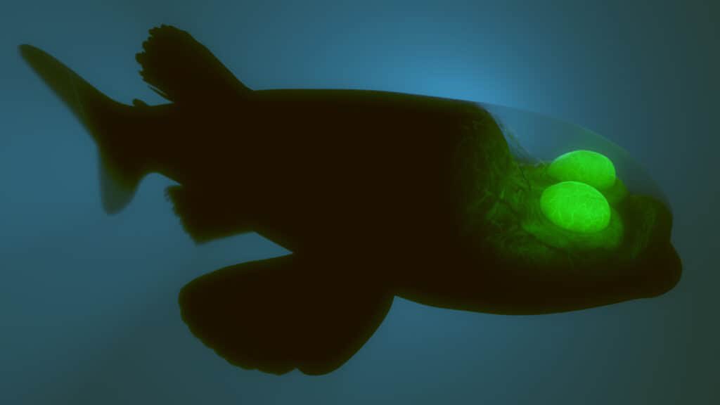 CapriSunCannon's tweet photo. @MarineShitposts barrel eye fish r so friend shaped they r so small and friendly literally just a little guy https://t.co/R17HoUewn9