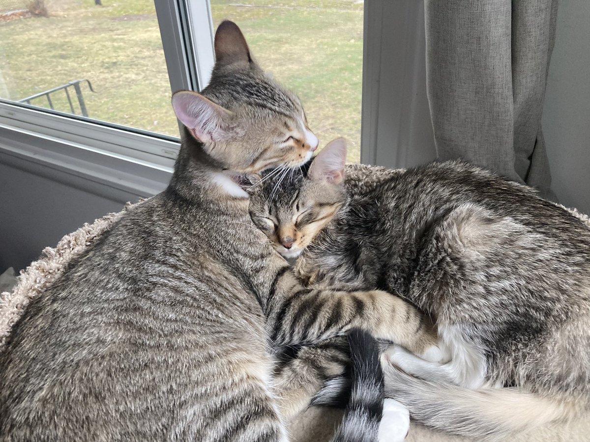 YouLotto's tweet photo. "Even in her final moments, Willow found comfort in the loving embrace of her sister Tigress. Rest in peace, sweet Willow. ❤️🐾 #cats #petloss #fipawareness" https://t.co/G4tXjMUeHv