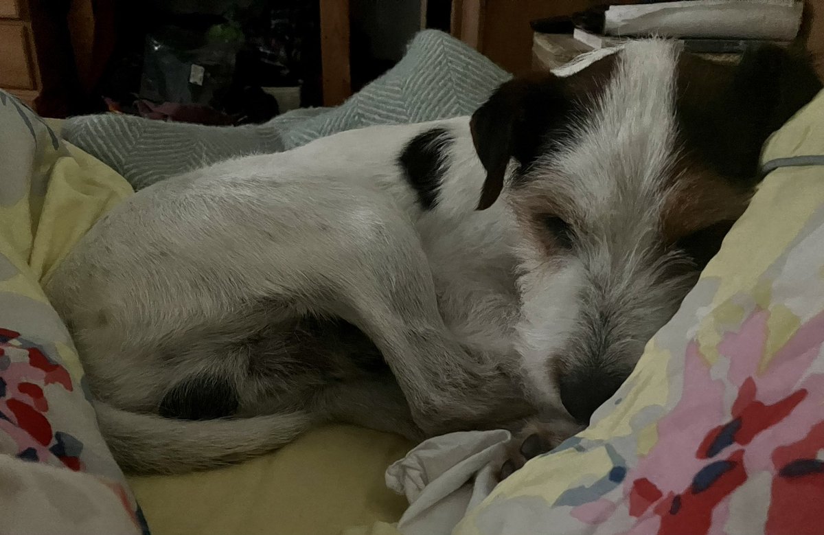 Snoozy Stanley, dreaming of his day out 👑 #dog #dogs #ParsonRussellTerrier #showdog #Dogsarefamily #DogsOnTwitter #dogsoftwitter