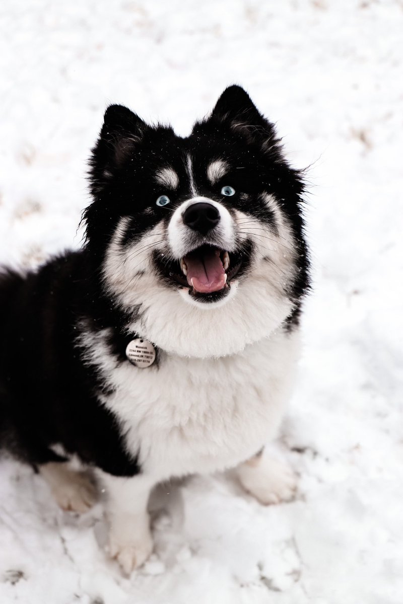 makeitrainuh's tweet photo. vet said this beautiful boy will probably need to be euthanized in about two weeks and i am absolutely wrecked https://t.co/tWlRYTL5wH