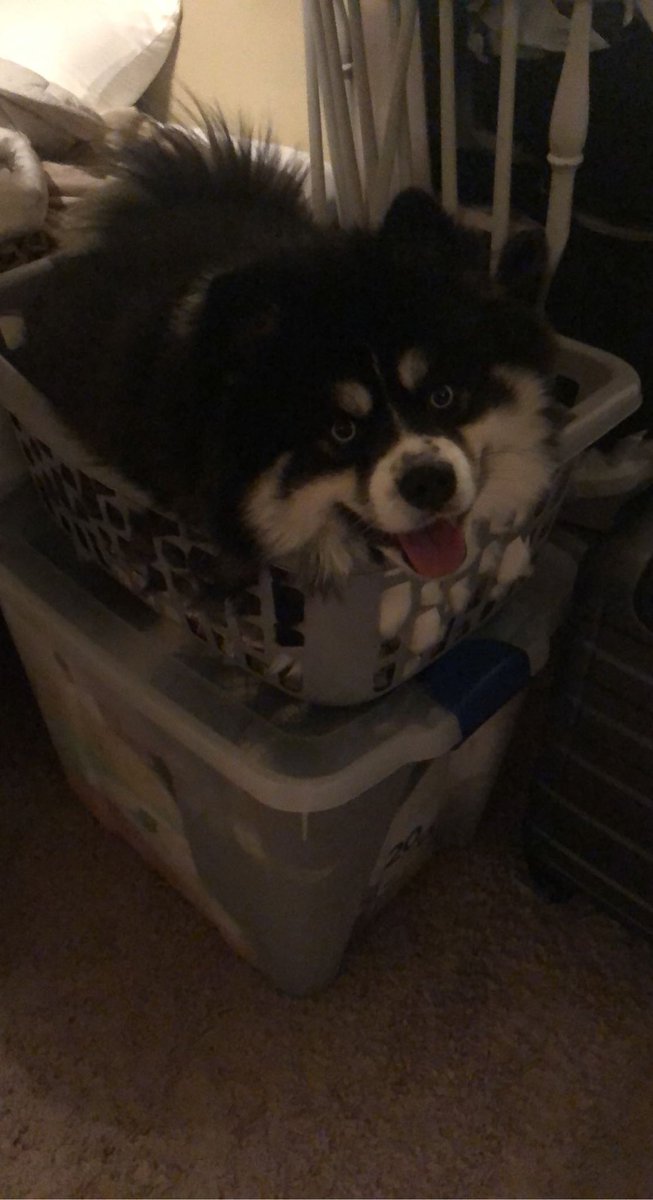 makeitrainuh's tweet photo. vet said this beautiful boy will probably need to be euthanized in about two weeks and i am absolutely wrecked https://t.co/tWlRYTL5wH
