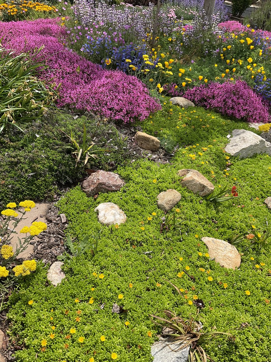 Daniel68342170's tweet image. My front yard.  Purple Chinese houses, CA poppies ( coastal), foothill penstemon, tidy tips, Clarkia’s