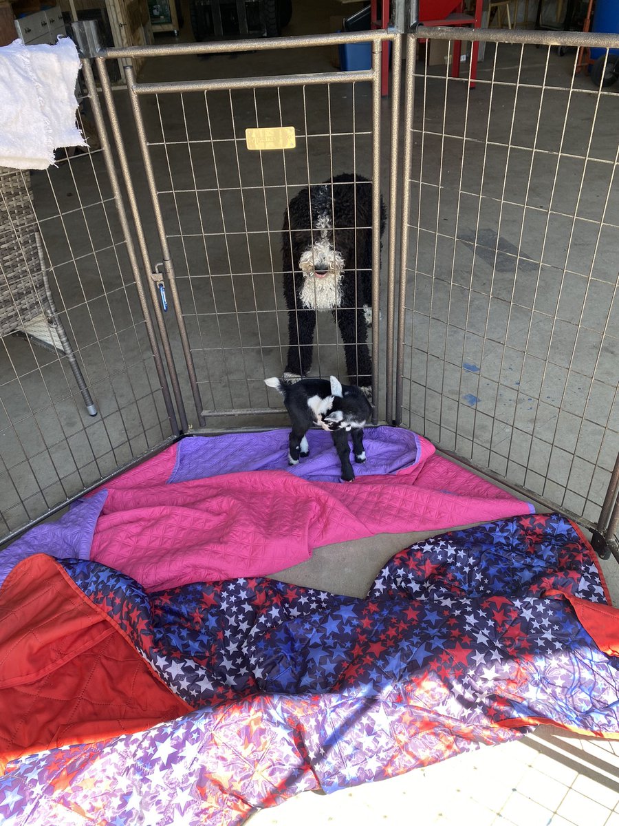 suej224's tweet photo. Watching over our guest. #Ahsoka #puppy #aussiedoodle https://t.co/jpV6OTYCOq