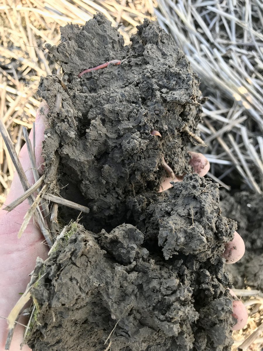 I have a tiny believe that cover crops can have a slightly positive impact on soil structure…. First picture from today. The two others from the same date two years ago at the same spot in the field when I started #ca #notill #covercrop #conservationag #karbonagro #soilhealth