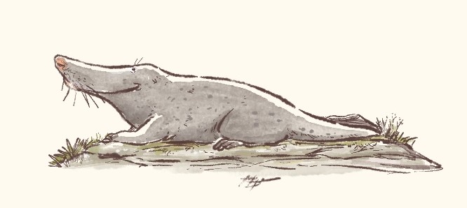 Ambulocetus
#ancientwhaleweek