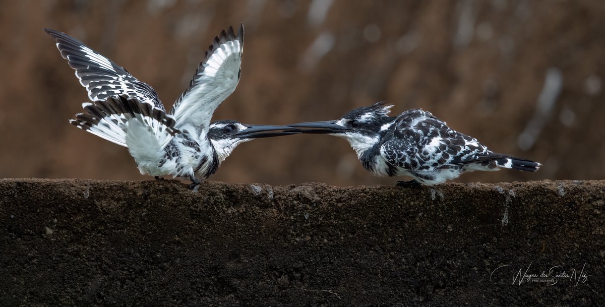 Pied Kingfishers are one of the many bird species that you will find around the dams and gardens at Bushvillas on Kruger. Don't forget your binoculars and camera! 

#birds #birdwatching #birdlife #nature #bushvillasonkruger #travel #traveling #traveltips #birdphotography #africa