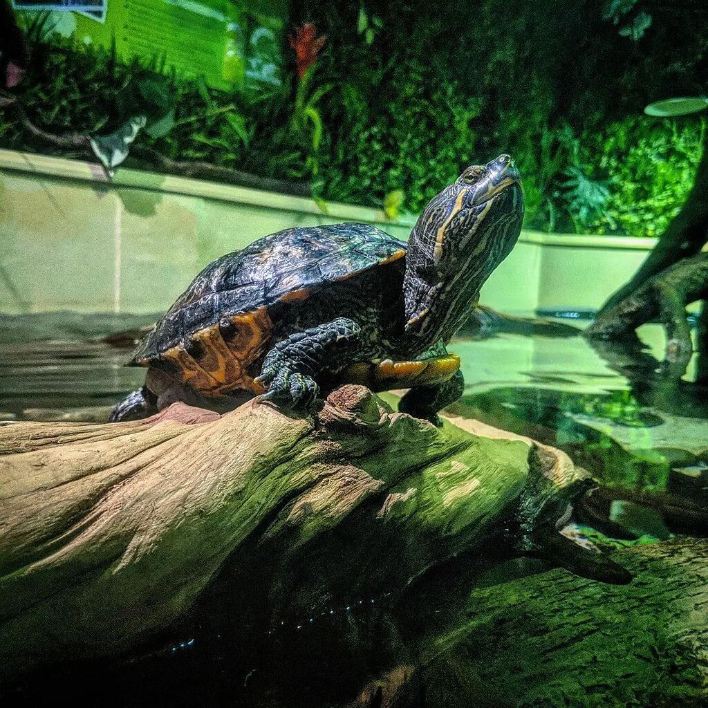 NoOvernightCamp's tweet photo. The most regal looking turtle I have ever seen. #redearedslider #turtle https://t.co/yzWmTn6QBT https://t.co/OLsS0eTIhK