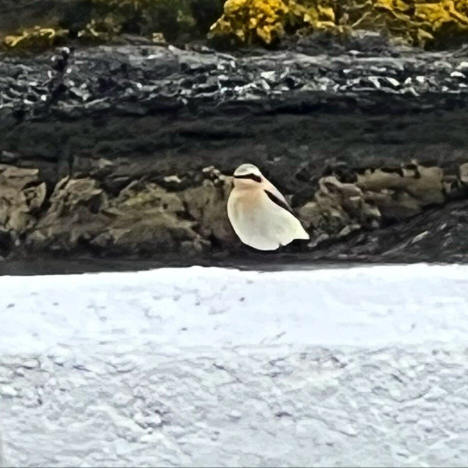 corranlight's tweet image. This little chap has been around for a few days. Is he a #wheatear? instagr.am/p/Cr6ZOs2teGs/