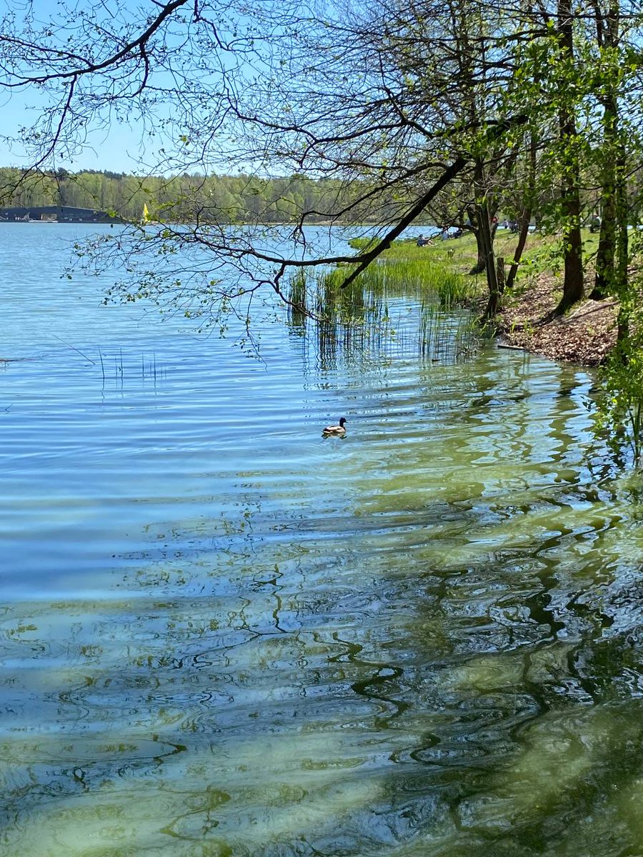 repa_61's tweet photo. Качечка🦆
Кря-кря
#NaturePhotography
#nature 
#cheel https://t.co/rrxBHIHlj9