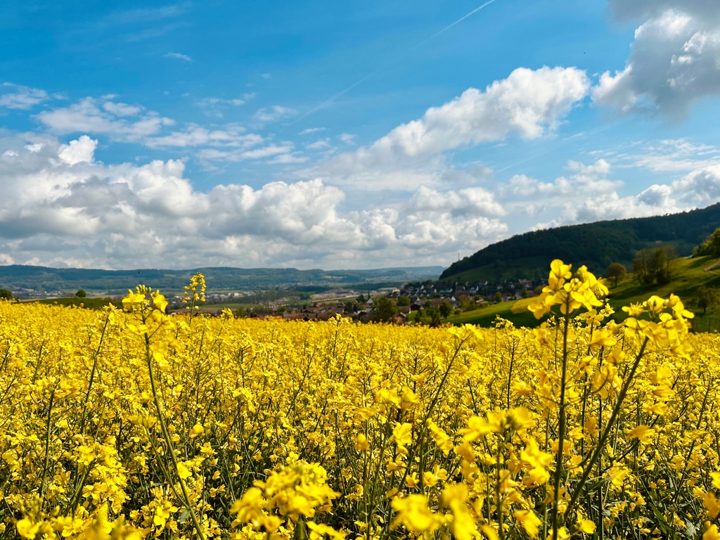 ChristianSchlat's tweet photo. Das obligate, jährliche Rapsbild 😃
⁣⁣⁠⁠
⁣#Rapsfeld #Blütenzauber #Frühling https://t.co/VXcA2Rk6EJ