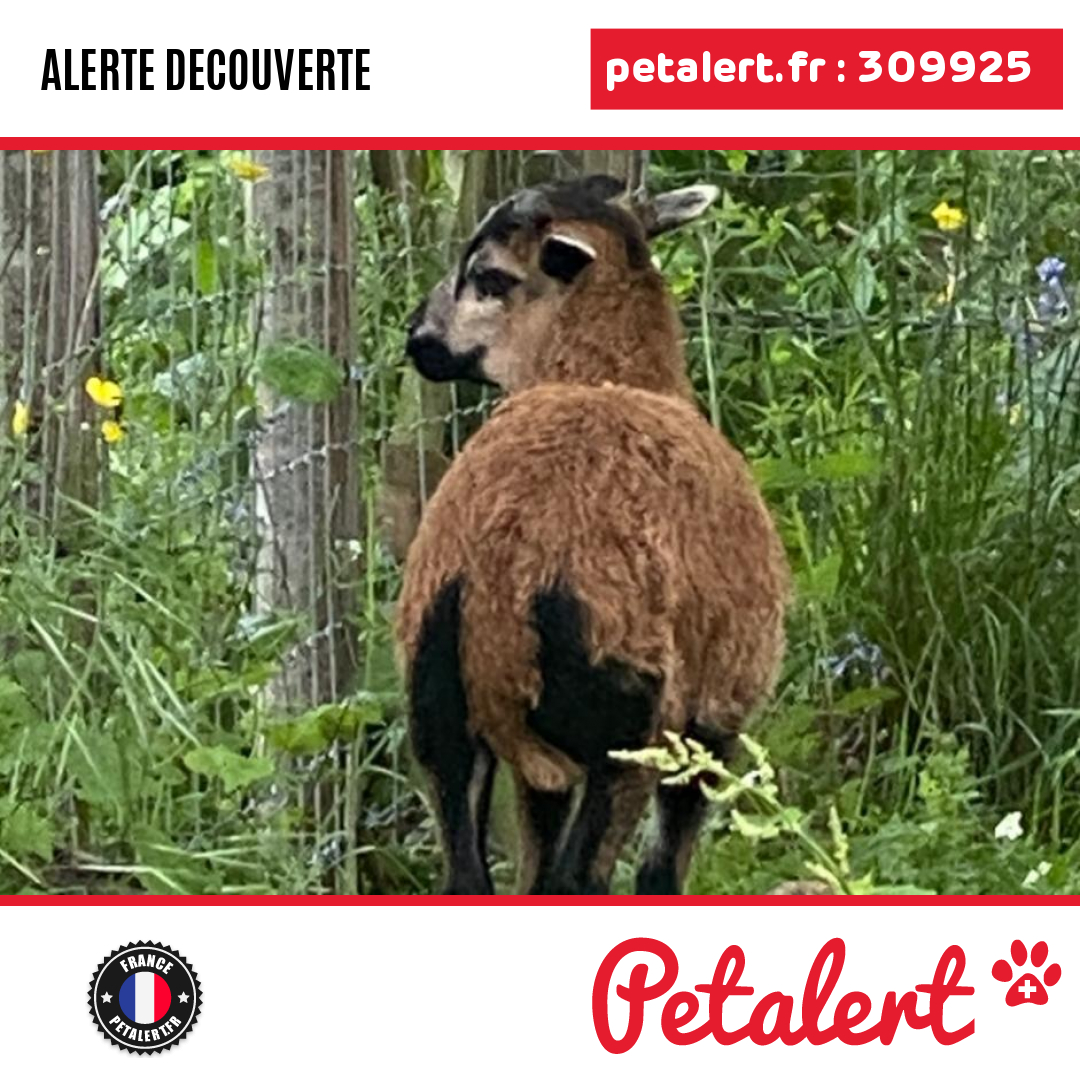 petalert_france's tweet photo. Trouvé #Chevre #Sarthe #SilleLeGuillaume #Petalert #PetAlert72 / https://t.co/M2kJZPgGXO https://t.co/OEq7wCRyK3